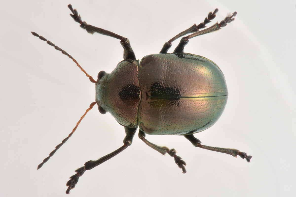 Chrysomelidae:  Colasposoma dauricum